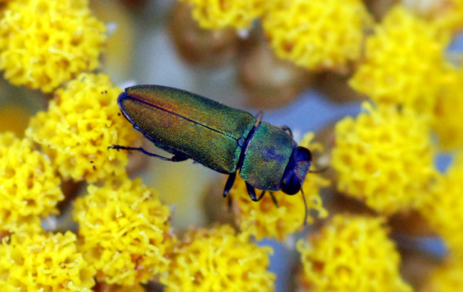 Anthaxia cfr hungarica